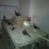 آرشینگل