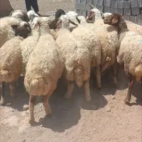 12راس میش جوان درجه یک شیشک