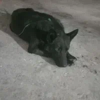 سگ ژرمن بلک|سگ|خشکبیجار, |دیوار