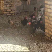 مرغو خروس فروشی|حیوانات مزرعه|کاشمر, |دیوار