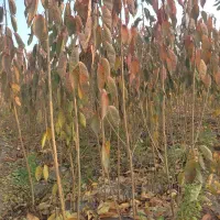 نیازمند سرمایه جهت ایجاد نهالستان