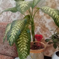 گل و گلدان|گل و گیاه طبیعی|کرج, شهرک البرز ۳|دیوار