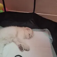 بریتیش ۴ ماهه ماده
