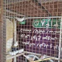 کبوتر|پرنده|زارچ, |دیوار