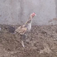 خروس دورگه و مرغ محلی|حیوانات مزرعه|رامند, |دیوار