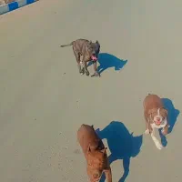 سگ پیت بول اصل