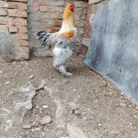 خروس برهما اصل|حیوانات مزرعه|گمیشان, |دیوار