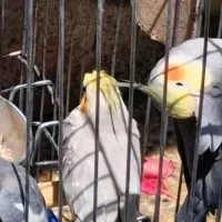 عروس هلندی نژاد سینامون  گم شده