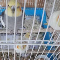 طوطی عروس هلندی پرنده عروس|پرنده|احمدسرگوراب, |دیوار