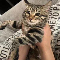 گربه خونگی شیراز و صدرا|گربه|صدرا-فارس, فاز ۱|دیوار