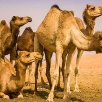 محصولات باکیفیت شتر