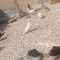 کفتر