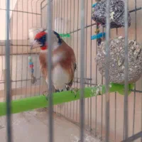 سهره نر|پرنده|خمینی‌شهر, |دیوار