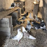 کبوتر فروشی|پرنده|بندر ترکمن, |دیوار