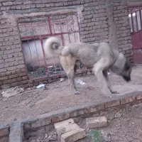 سگ سرابی|سگ|ضیاء آباد, |دیوار