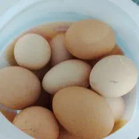 تخم مرغ طبیعی