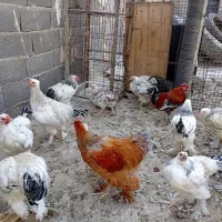 فروش برهمای اصیل پنج شش ماهه