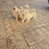 سگ پامر وشیتزو پا کوتاه نر|سگ|مشهد, جاهد شهر|دیوار