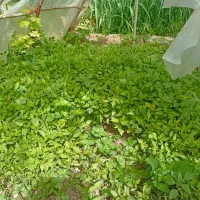 نیشه|گل و گیاه طبیعی|درگزین, |دیوار