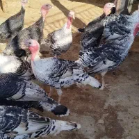 بوقلمون کردی|حیوانات مزرعه|گیلان غرب, |دیوار