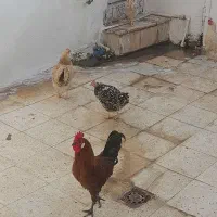 مرغ و خروس لری|حیوانات مزرعه|مسجد سلیمان, |دیوار