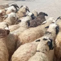 میش بره دار وابستن