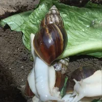 ده عدد حلزون آچاچینو مواد وسالم