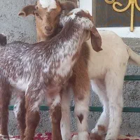 کهر شیر خواربازیگوش دوقلو زا زیر بزشیری مخوره پسنک