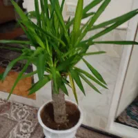 گل دیفن وگل یوکا