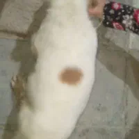 واگذاری توله سگ نر|سگ|خرمشهر, |دیوار