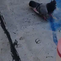 کفتر نر پرشی|پرنده|شهریار, ابراهیمآباد|دیوار