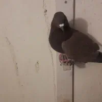 کفتر گلی دم سفید|پرنده|رفسنجان, |دیوار