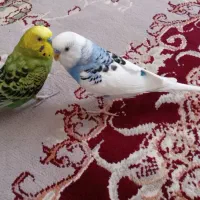 مرغ عشق
