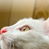 واگذاری گربه میکس ۷ ماهه