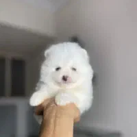 توله های پامر نیم وجبی