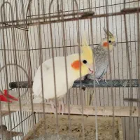 عروس هلندی فامنین