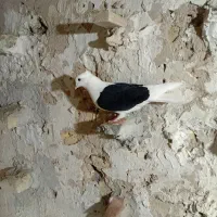 پشت سیاه ماده وکله سیاه ماده