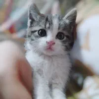 واگذاری بچه گربه نر