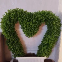 درخچه گل برگ