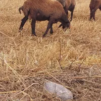 نر بره