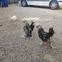 دوتا خروس سلطان کاکلی و پا پری جوان