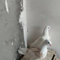 کبوتر پشدار