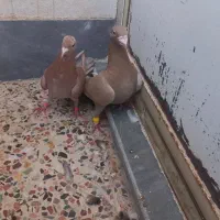 نرماده کلون|پرنده|اندیمشک, |دیوار