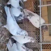 کبوتر چ ضمانتی|پرنده|کرمانشاه, |دیوار