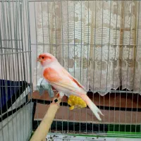 قناری موزاییکی نر مست|پرنده|اردبیل, |دیوار