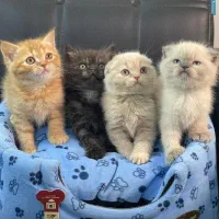 اسکاتیش بریتیش هیمالین