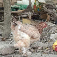 مرغ و خروس برهما یا امپراطور
