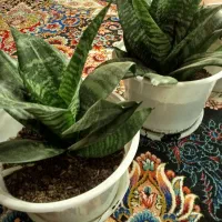 گل زیبا آپارتمانی