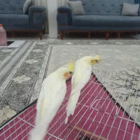 عروس هلندی|پرنده|مشهد, نوید|دیوار