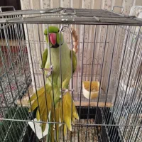 طوطی سخنگو ملنگو ویه جفت طوطی کوتوله برزیلی